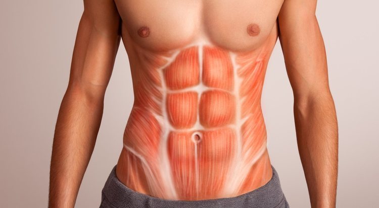 Músculos Del Abdomen Cuáles Son Y Cómo Puedo Fortalecerlos Menzig