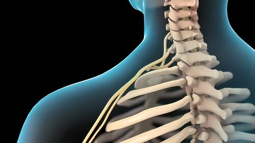 Las vértebras cervicales se encuentran en la parte superior de la espalda