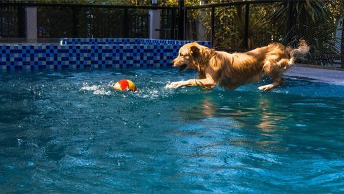 La piscina no es del gusto de todos los perros, pero algunos la disfrutan mucho