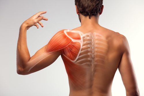 Los músculos superficiales están situados en la parte superior de la espalda.