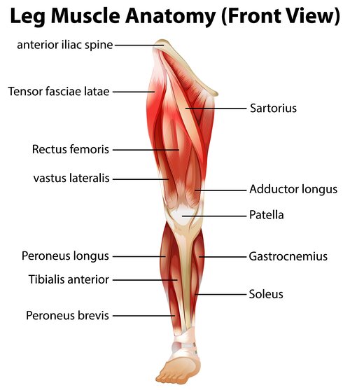 Las piernas tienen infinidad de músculos, y cada uno de ellos debe ser tomado en cuenta